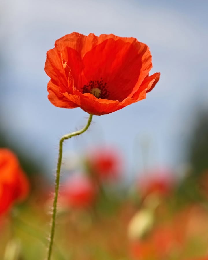 Featured image for “ANZAC Day Trading Hours at Olds Park Sports Club”